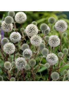  Fehér szamárkenyér / ECHINOPS niveus 'Arctic Glow'
