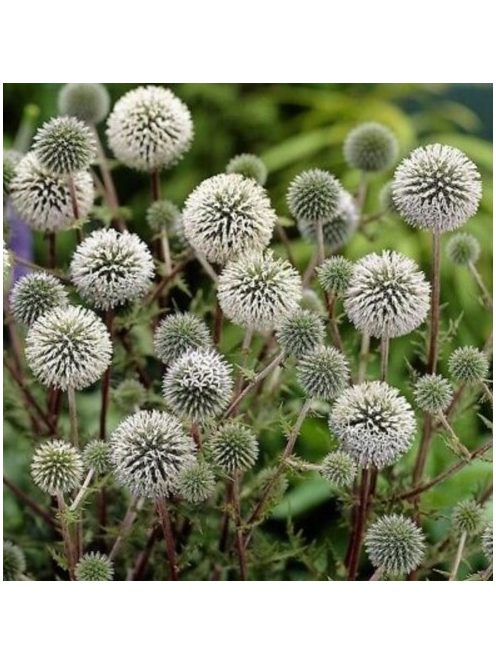Fehér szamárkenyér / ECHINOPS niveus 'Arctic Glow'