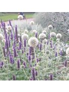 Fehér szamárkenyér / ECHINOPS niveus 'Arctic Glow'