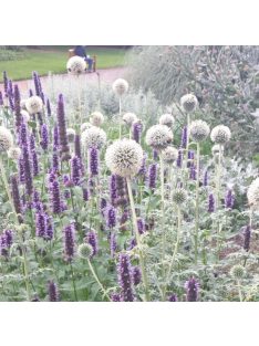  Fehér szamárkenyér / ECHINOPS niveus 'Arctic Glow'
