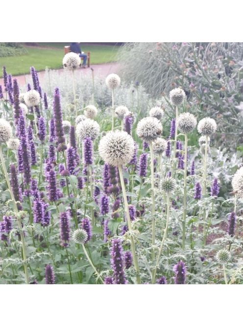 Fehér szamárkenyér / ECHINOPS niveus 'Arctic Glow'