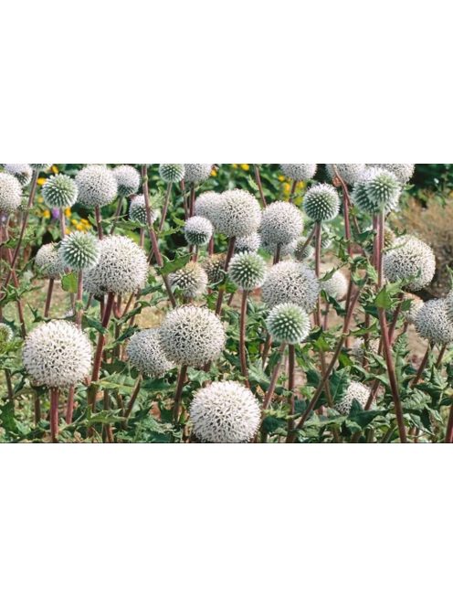 Fehér szamárkenyér / ECHINOPS niveus 'Arctic Glow'