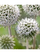 Fehér szamárkenyér / ECHINOPS niveus 'Arctic Glow'