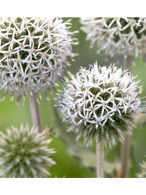 Fehér szamárkenyér / ECHINOPS niveus 'Arctic Glow'