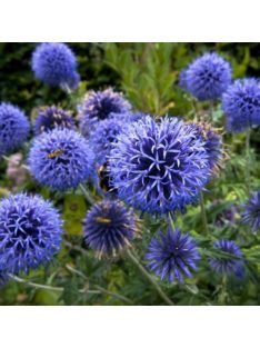   Kék szamárkenyér / ECHINOPS ritro ssp. ruthenicus 'Platinum Blue'
