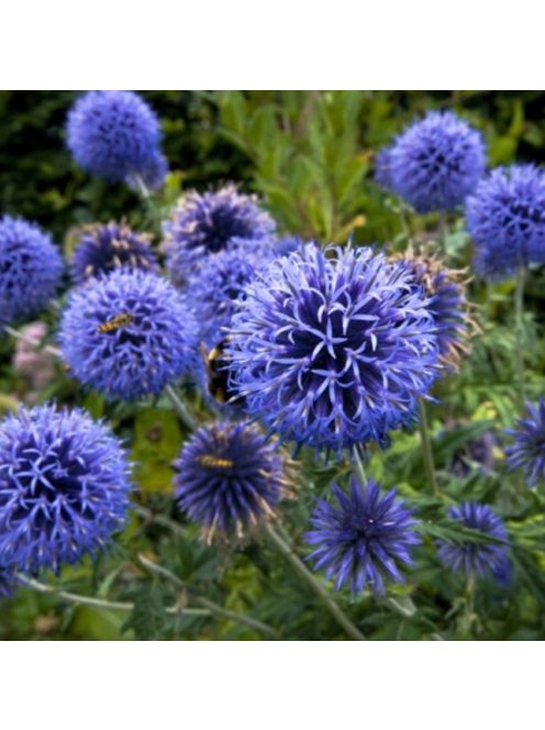Kék szamárkenyér / ECHINOPS ritro ssp. ruthenicus 'Platinum Blue'