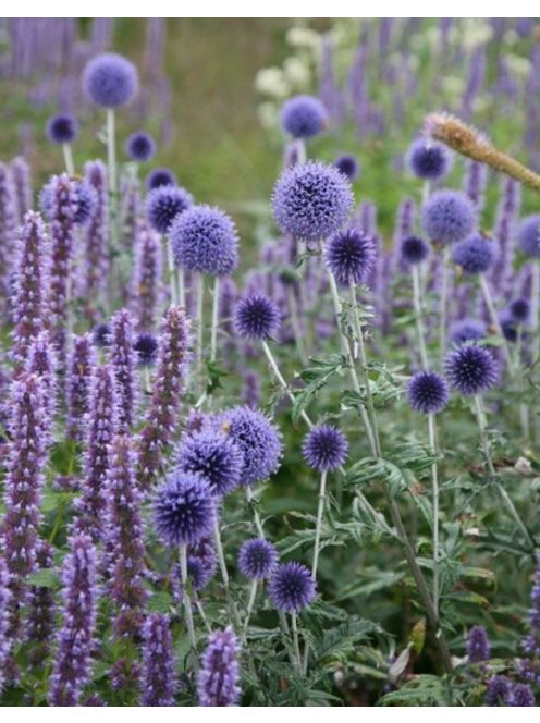 Kék szamárkenyér / ECHINOPS ritro ssp. ruthenicus 'Platinum Blue'