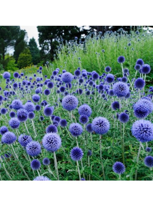 Kék szamárkenyér / ECHINOPS ritro ssp. ruthenicus 'Platinum Blue'