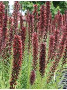 Piros kígyószisz / ECHIUM russicum