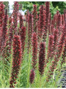 Piros kígyószisz / ECHIUM russicum