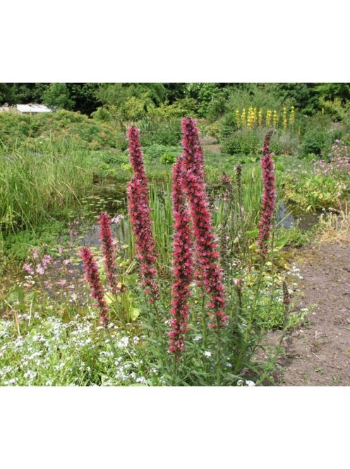 Piros kígyószisz / ECHIUM russicum