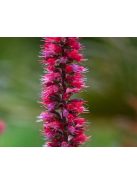 Piros kígyószisz / ECHIUM russicum