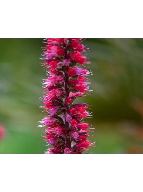Piros kígyószisz / ECHIUM russicum