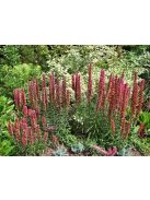 Piros kígyószisz / ECHIUM russicum f. nanum 'Red Feathers'