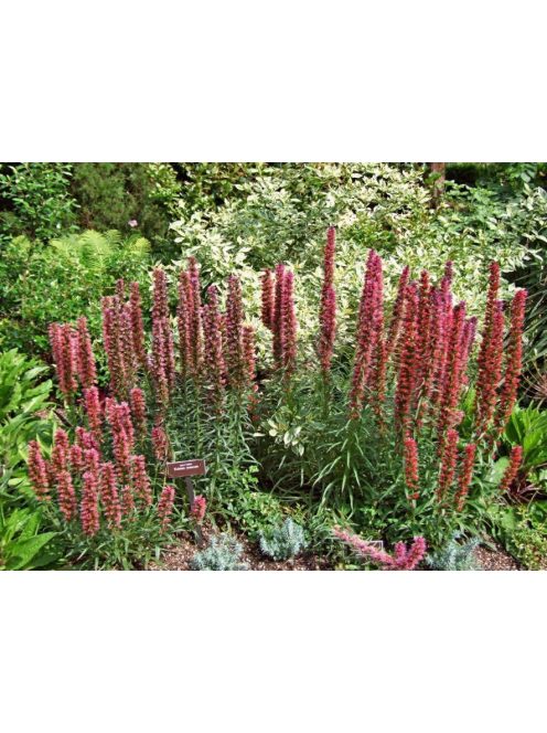 Piros kígyószisz / ECHIUM russicum f. nanum 'Red Feathers'
