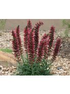 Piros kígyószisz / ECHIUM russicum f. nanum 'Red Feathers'