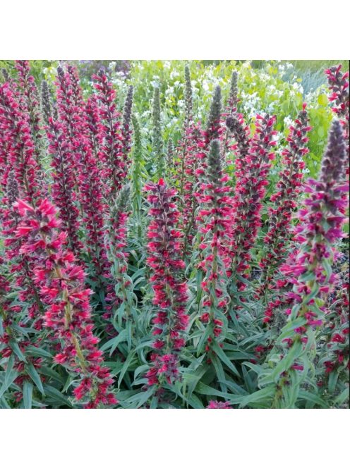 Piros kígyószisz / ECHIUM russicum f. nanum 'Red Feathers'