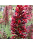 Piros kígyószisz / ECHIUM russicum f. nanum 'Red Feathers'