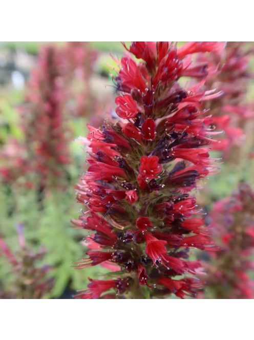 Piros kígyószisz / ECHIUM russicum f. nanum 'Red Feathers'