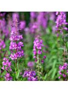 Erdei deréce / EPILOBIUM angustifolium