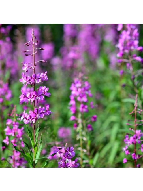 Erdei deréce / EPILOBIUM angustifolium