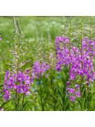 Erdei deréce / EPILOBIUM angustifolium