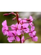 Erdei deréce / EPILOBIUM angustifolium