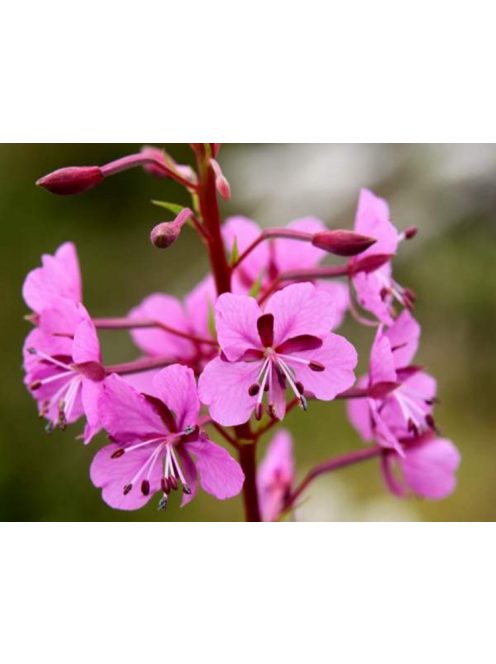 Erdei deréce / EPILOBIUM angustifolium