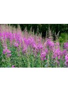 Erdei deréce / EPILOBIUM angustifolium