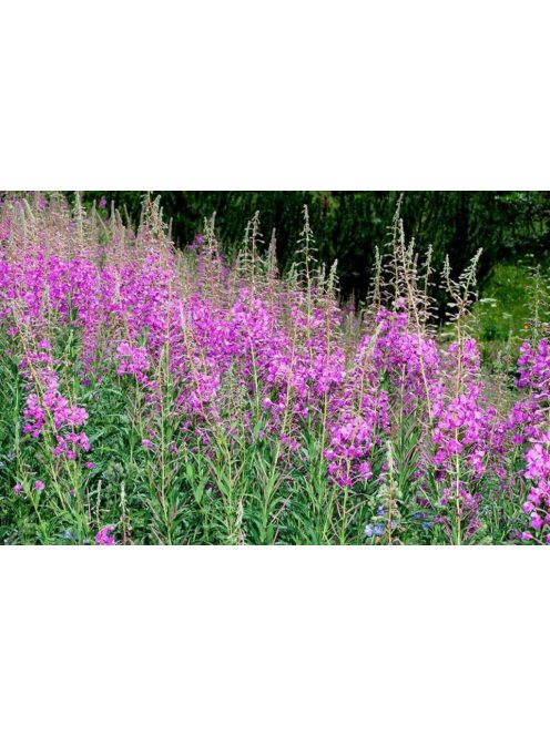 Erdei deréce / EPILOBIUM angustifolium