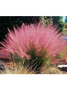 Tőtippan / ERAGROSTIS spectabilis