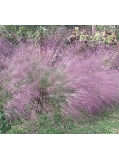 Tőtippan / ERAGROSTIS spectabilis