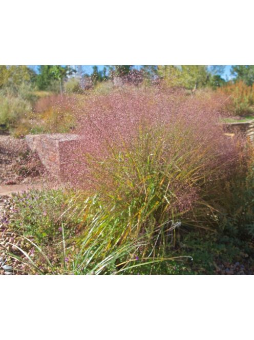 Tőtippan / ERAGROSTIS trichodes