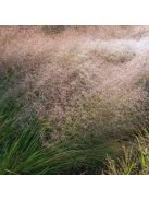 Tőtippan / ERAGROSTIS trichodes
