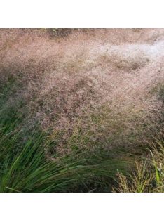Tőtippan / ERAGROSTIS trichodes