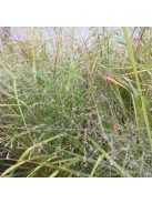 Tőtippan / ERAGROSTIS trichodes