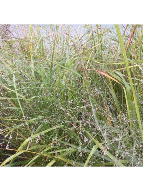 Tőtippan / ERAGROSTIS trichodes