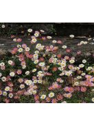 Spanyol küllőrojt / ERIGERON karvinskianus 'Blütenmeer'