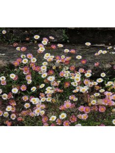   Spanyol küllőrojt / ERIGERON karvinskianus 'Blütenmeer'