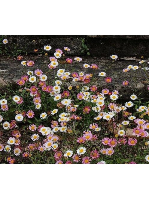 Spanyol küllőrojt / ERIGERON karvinskianus 'Blütenmeer'