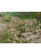 Spanyol küllőrojt / ERIGERON karvinskianus 'Blütenmeer'