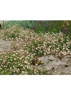  Spanyol küllőrojt / ERIGERON karvinskianus 'Blütenmeer'