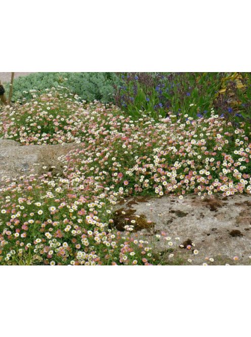 Spanyol küllőrojt / ERIGERON karvinskianus 'Blütenmeer'