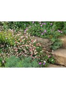 Spanyol küllőrojt / ERIGERON karvinskianus 'Blütenmeer'