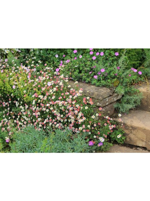 Spanyol küllőrojt / ERIGERON karvinskianus 'Blütenmeer'