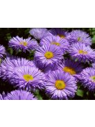 Pompás küllőrojt / ERIGERON speciosus 'Grandiflorus'