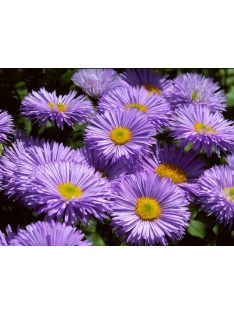   Pompás küllőrojt / ERIGERON speciosus 'Grandiflorus'