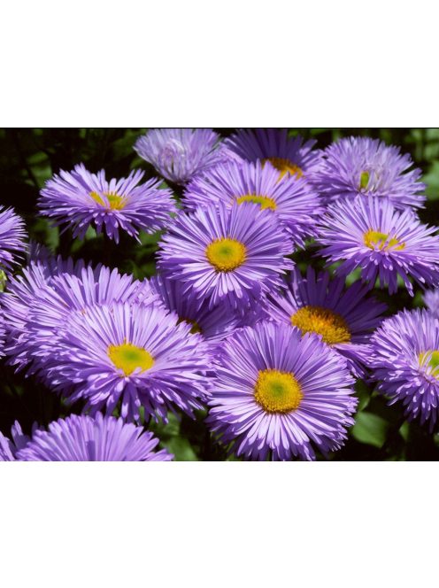 Pompás küllőrojt / ERIGERON speciosus 'Grandiflorus'