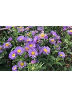   Pompás küllőrojt / ERIGERON speciosus 'Grandiflorus'