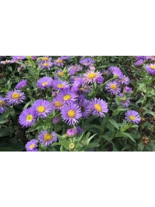 Pompás küllőrojt / ERIGERON speciosus 'Grandiflorus'